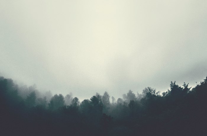 Misty forest with a bright sky