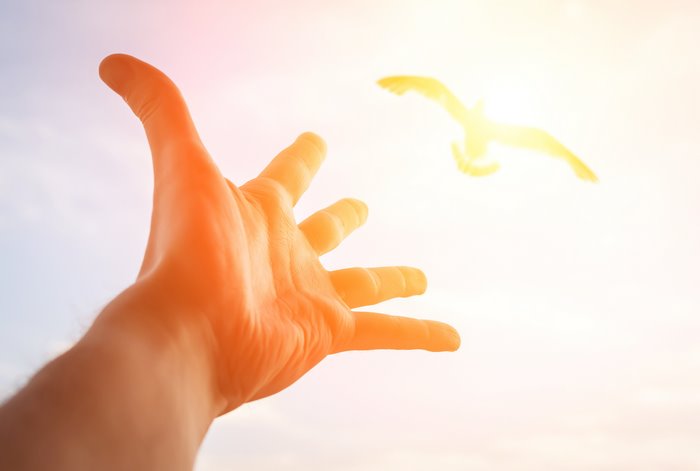 Hand reaching for a bird in the sky