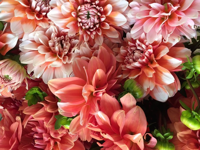 Close-up of Peach and Pink Dahlia Flowers