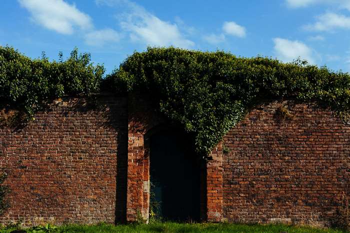 Brick wall with ivy-covered doorway and blue sky