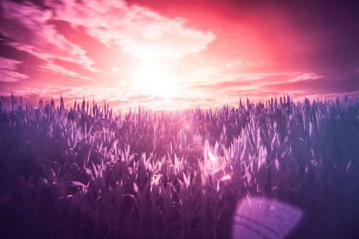 Surreal meadow with sunbeams at sunset 4K