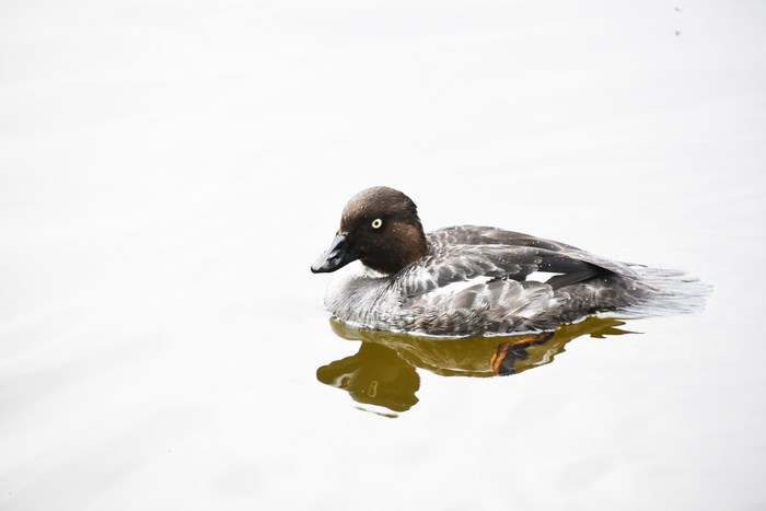 A duck swims on a calm body of water