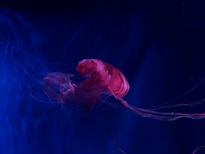 Pink jellyfish in a blue aquarium