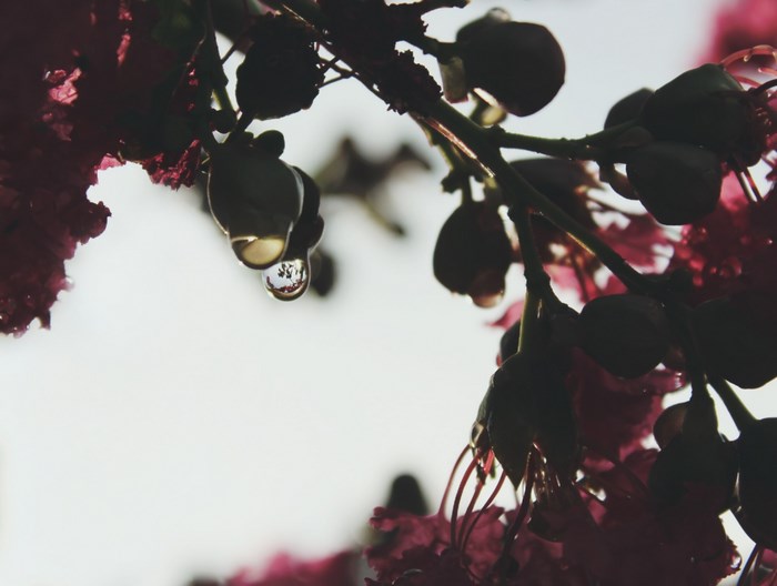 Water droplets on a pink flower branch