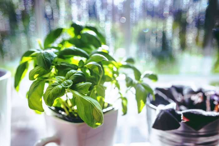 Basil plant in a pot by the window 4K