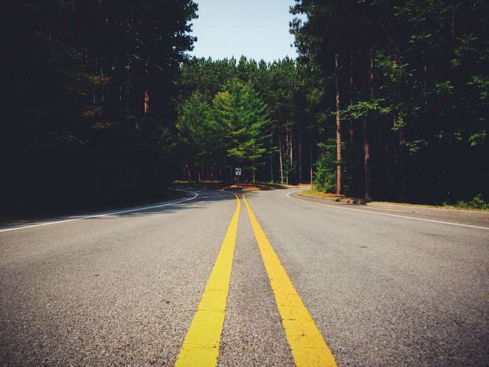 A road forks in a dense forest with yellow lines