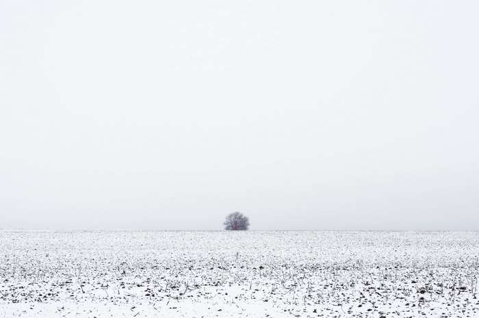 Solitary tree in a snowy field