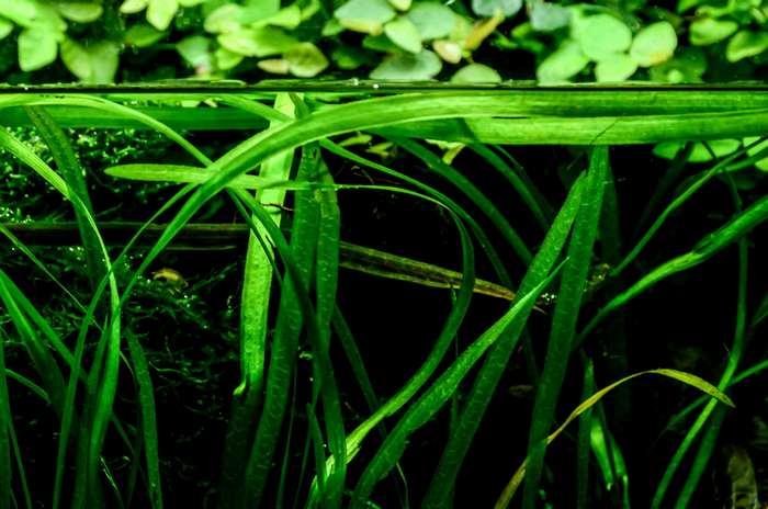 Underwater green plants with small fish