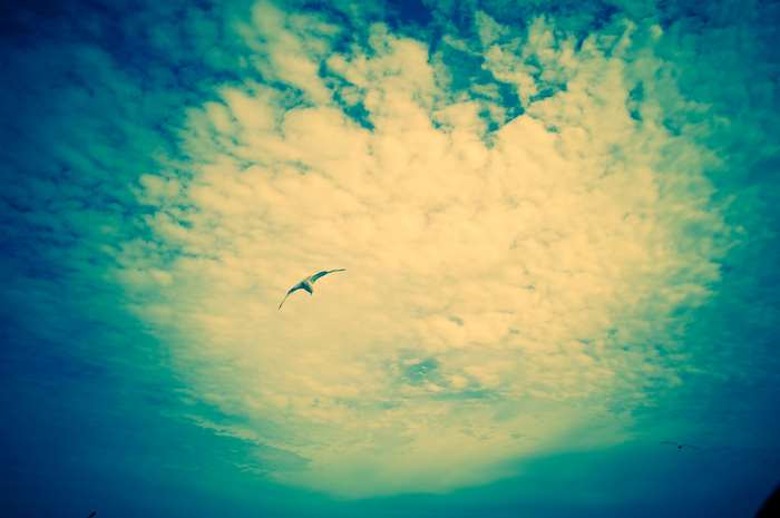 Seagull flying in a dramatic sky