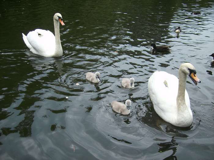 Swans and ducklings swimming in a lake