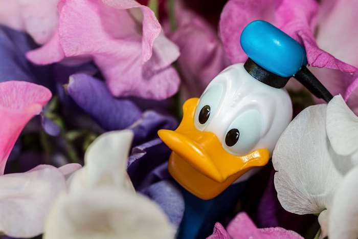 Donald Duck PEZ dispenser among sweet peas 4K