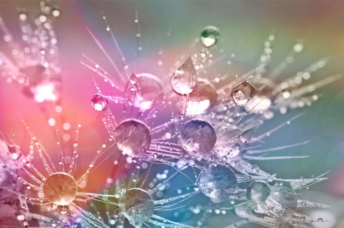 Close-up of dew drops on dandelion seeds with colorful background