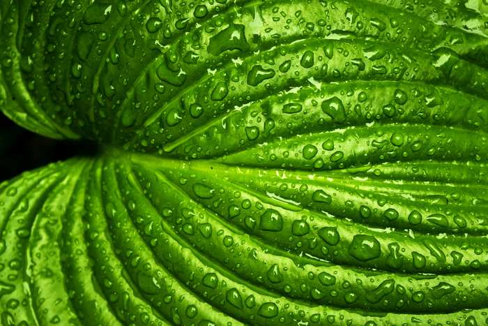 Close-up of a wet green leaf with water droplets