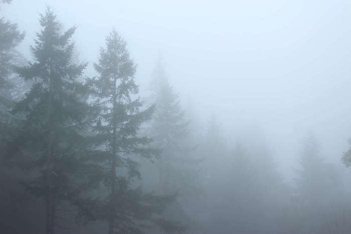 Foggy forest with pine trees 4K