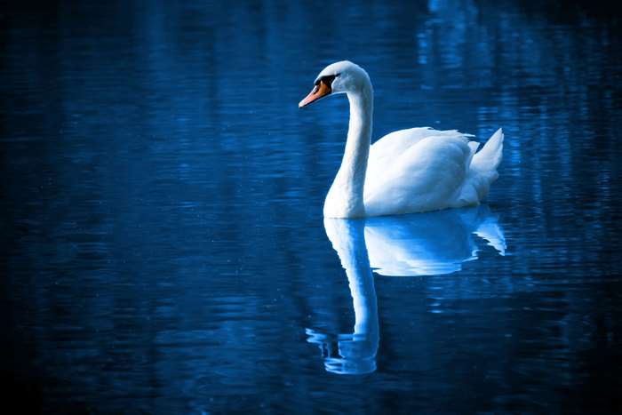Elegant White Swan Gliding on Calm Blue Water