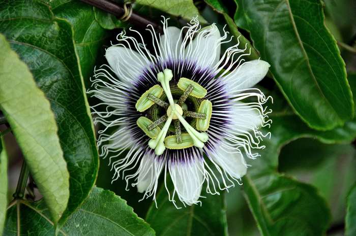 Close-up of White Passion Flower with Green Leaves 4K