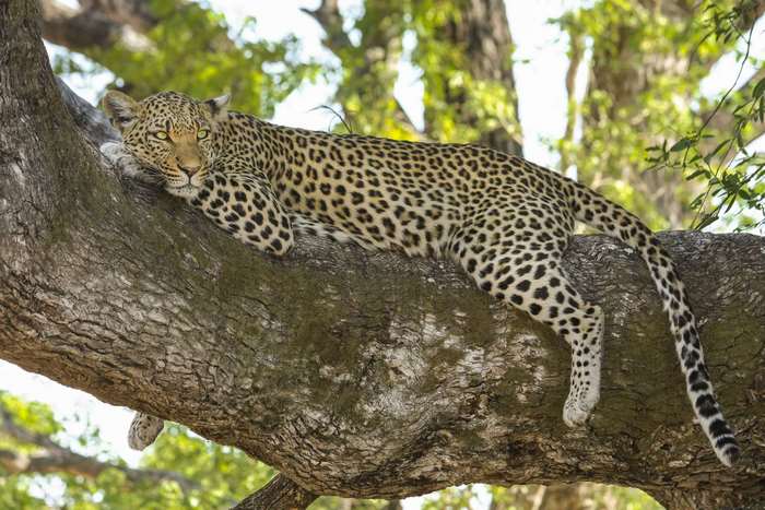 Leopard resting on a tree branch in the wild