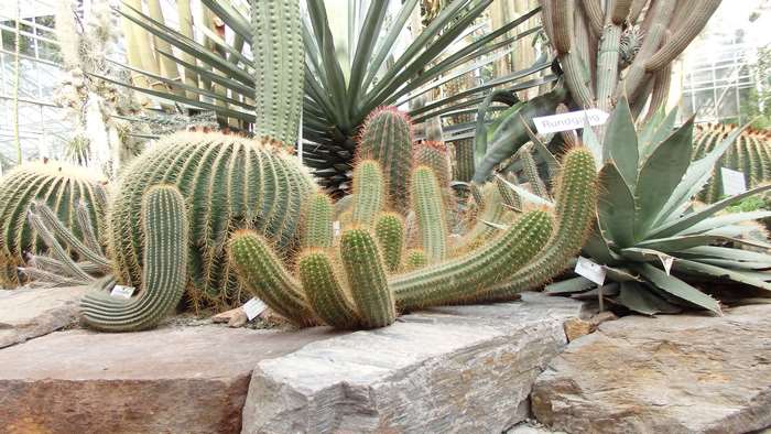 Cactus and Agave plants in a botanical garden