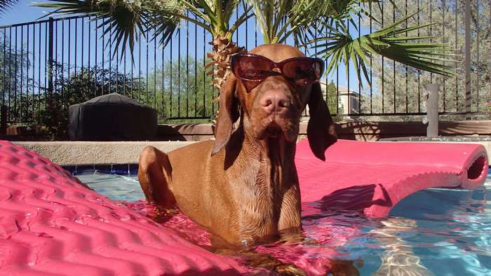 Vizsla dog wearing sunglasses in a swimming pool