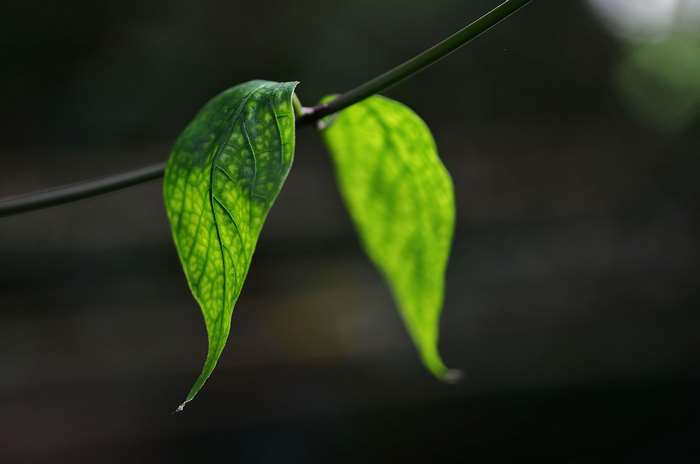 Green leaves on a dark background