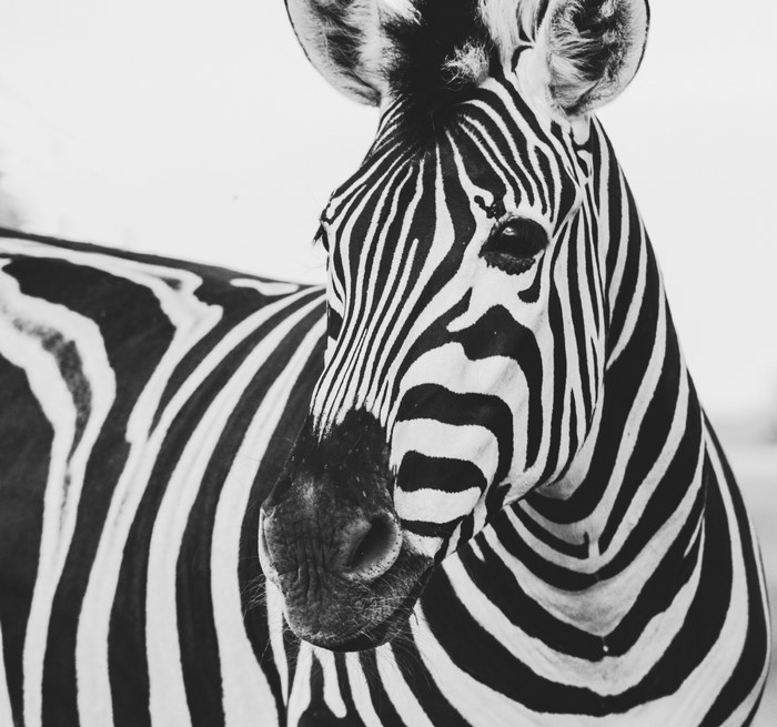 Close-up of a zebra's head and body
