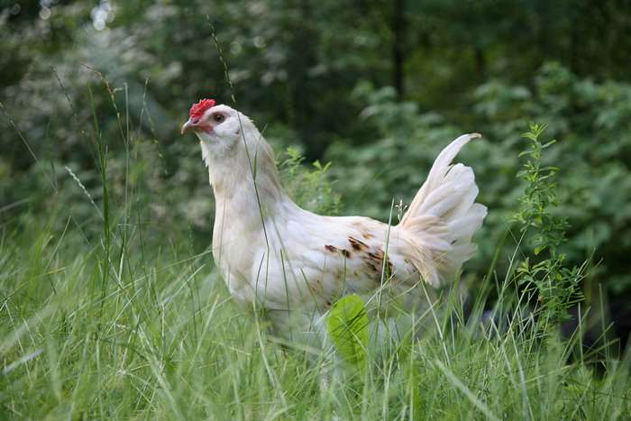 White chicken with brown spots in tall grass