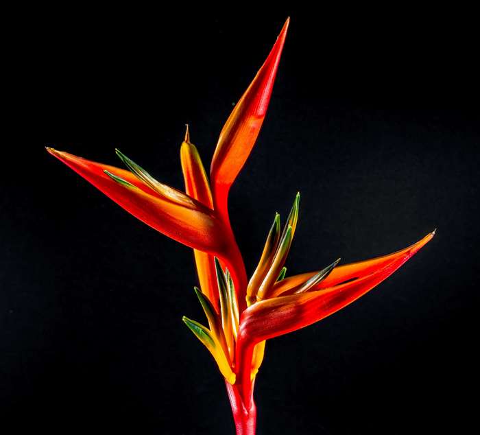 Heliconia flower with red and orange petals