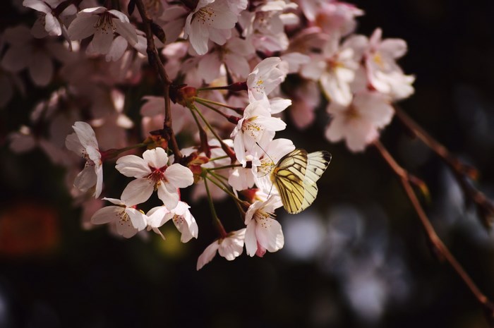 Butterfly on Cherry Blossom in Spring