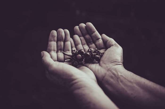 Hands holding dark berries