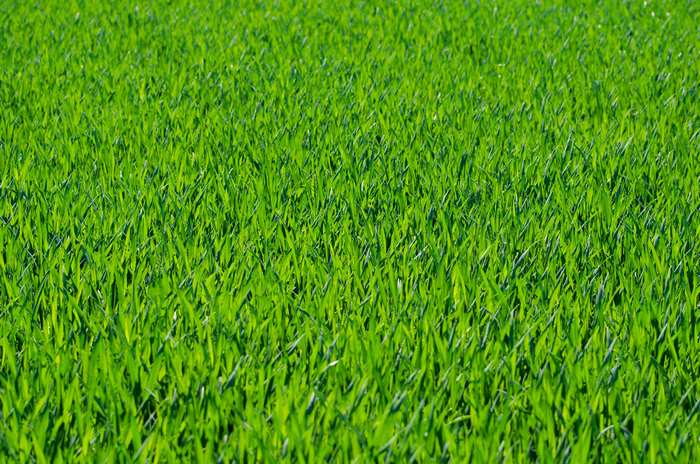 Green grass field in macro view