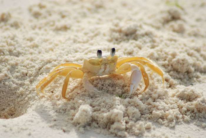 Yellow Ghost Crab on Sandy Beach 4K