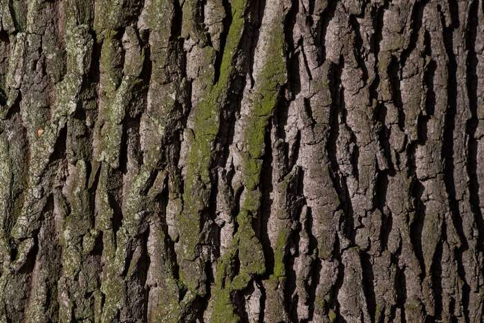 Close-up of old oak tree bark with moss