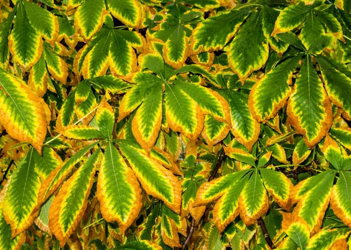 Chestnut leaves with green and yellow colors