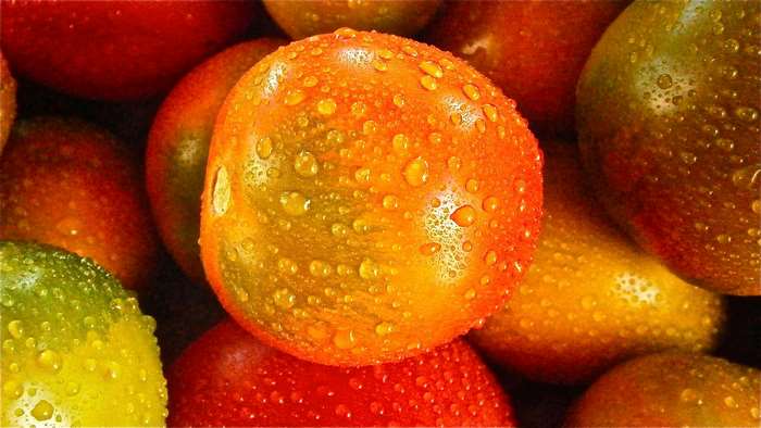 Macro shot of wet, colorful tomatoes