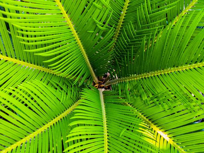 Top view of green palm leaves