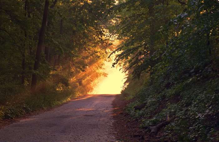 Sunlight filtering through trees onto a forest path