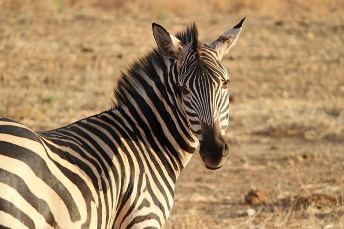 Zebra in the African savanna 4K