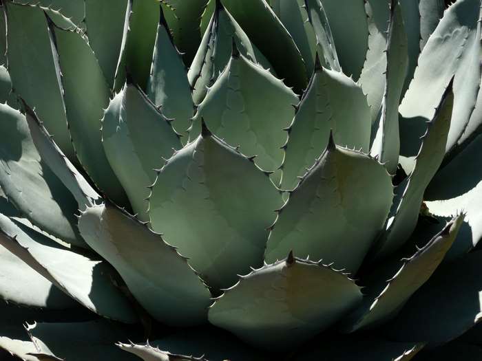 Close-up of a green agave plant with sharp spikes