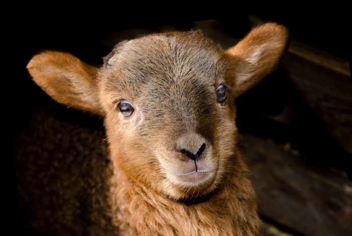 Close-up of a Cute Baby Lamb with Soft Fur 4K