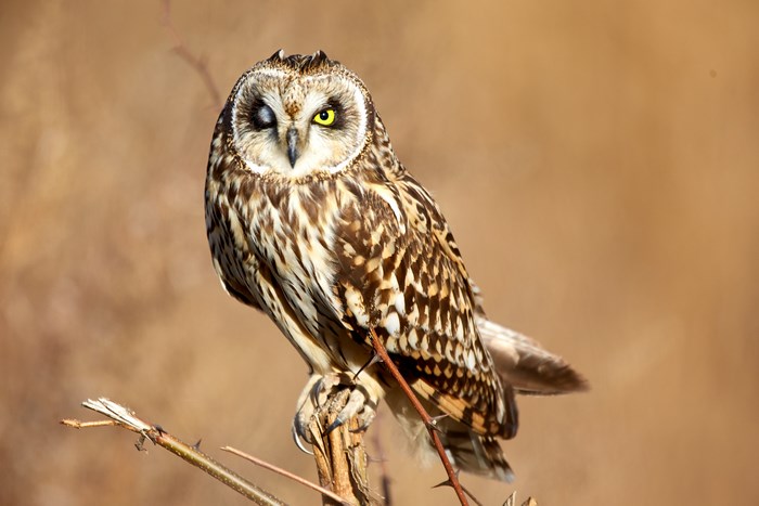 Short-eared owl perched on a branch