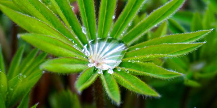 Dew drop on green lupine leaves 4K