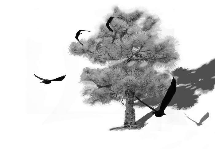 Birds flying around a pine tree