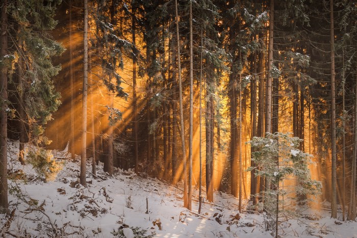 Sunlight rays in a snowy pine forest during winter