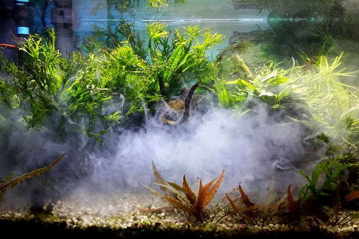 Aquarium with plants and smoke effect