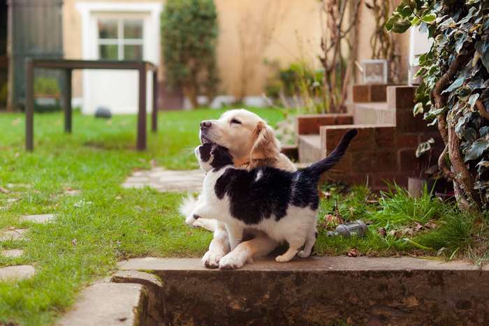 Golden Retriever and Black and White Cat in Garden