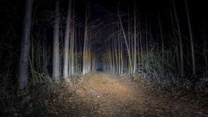 Forest path at night