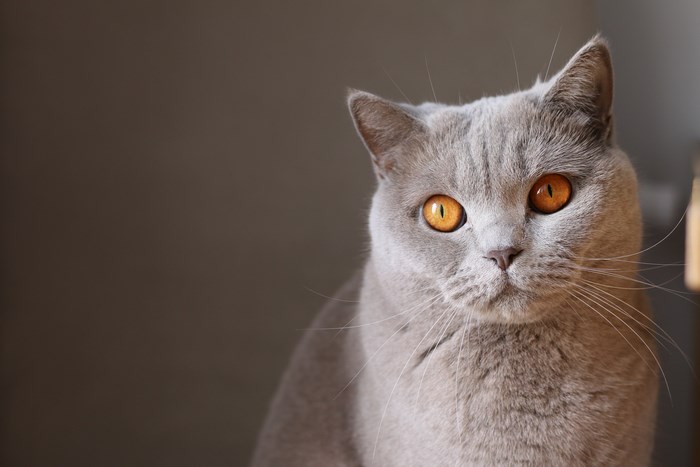 Close-up of a grey British Shorthair cat with orange eyes