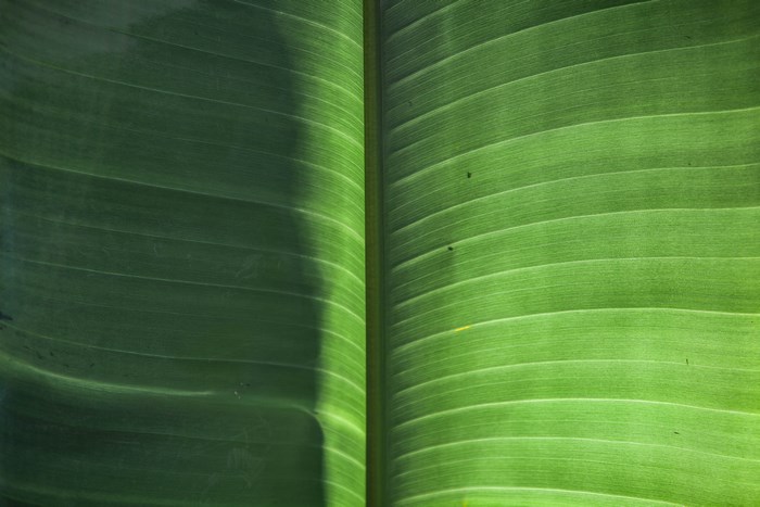 Close-up of a green leaf with shadow