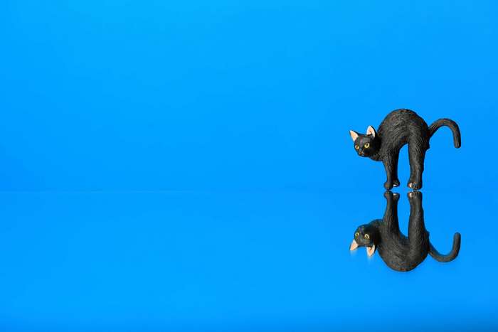 Black cat model with reflection on blue background 4K