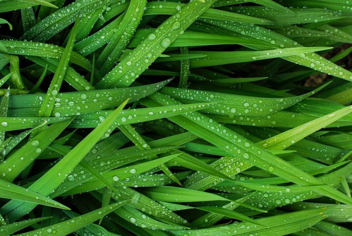 Green grass with water droplets